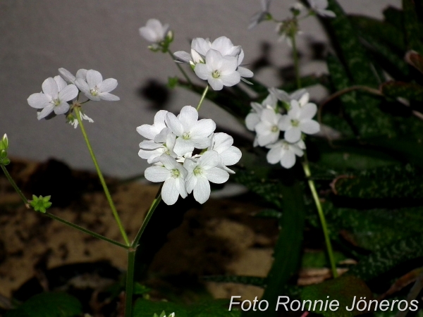 Pelargonia